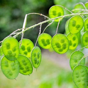 Honesty Plant Seeds: Silver Dollar, Purple Flowers, Heirloom Lunaria image 3
