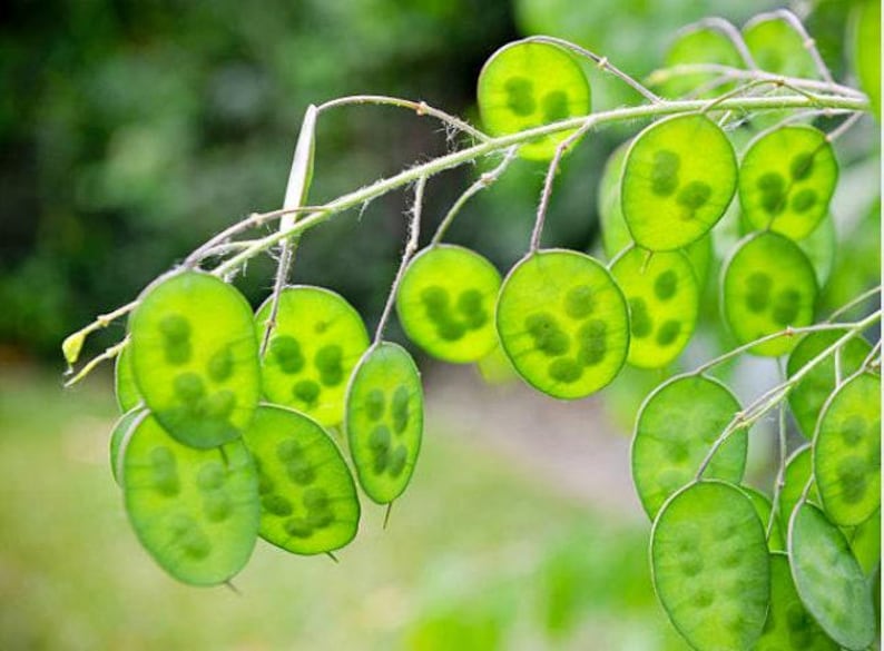 Honesty Plant Seeds: Silver Dollar, Purple Flowers, Heirloom Lunaria image 3