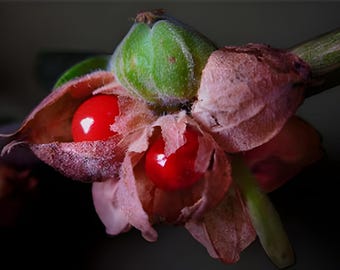 Ashwagandha Heirloom Medicinal Herb Seeds