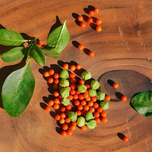 Ashwagandha 30+ Heirloom Seeds - Indian Ginseng, Ayurvedic Medicinal Herb, Open Pollinated, Non-GMO immagine 2