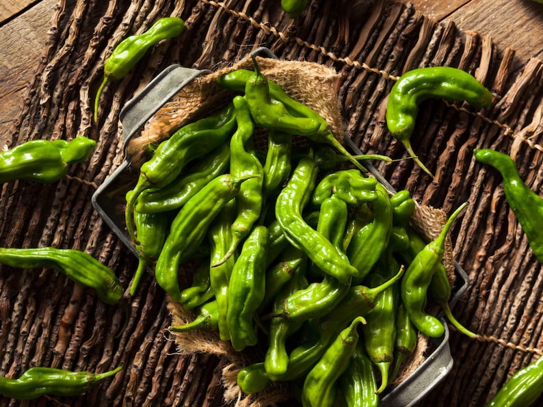 NimbleNitecap Shishito Pepper Seeds