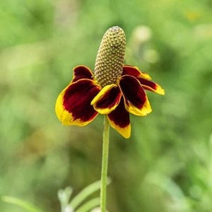 Mexican Hat Flower Seeds: Heirloom Prairie Coneflower, Native Wildflower image 2