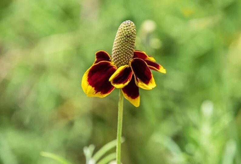 Mexican Hat Flower Seeds: Heirloom Prairie Coneflower, Native Wildflower image 2