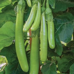 Fingerling Mix Eggplant Heirloom Seeds - Good for Containers, Patio & Balcony, Organic, Non-GMO image 8