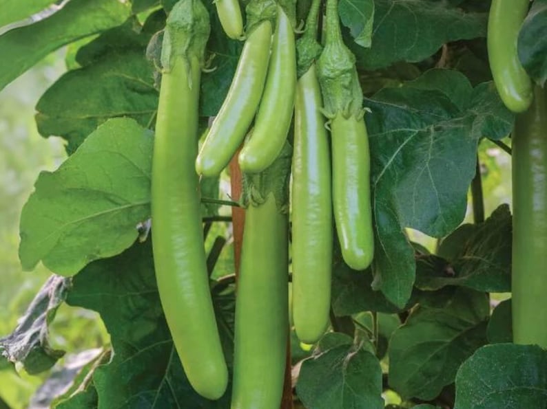Fingerling Mix Eggplant Heirloom Seeds - Good for Containers, Patio & Balcony, Organic, Non-GMO image 8