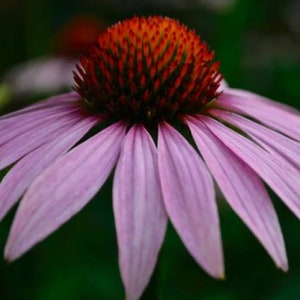 Heirloom Echinacea purpurea Coneflower Seed Wildflower Herb Garden Organic Pollinator Cut Flower Perennial Non Gmo image 2