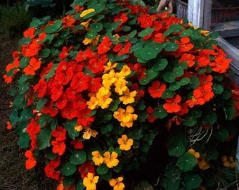 Tall Mix Nasturtium Seeds: Heirloom Edible Flowers for Hanging Baskets