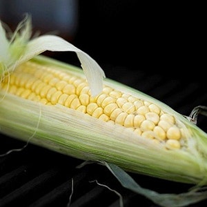Country Gentleman Heirloom Sweet Corn Seeds Shoepeg, Organic, Open Pollinated, Non-GMO image 5