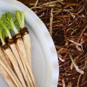 Salsify, Mammoth Sandwich Island Seeds - Heirloom Vegetable, Oyster Plant, Scorzonera, Non-GMO (Tragopogon porrifolius)