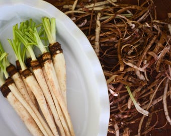 Salsify, Mammoth Sandwich Island Seeds - Heirloom Vegetable, Oyster Plant, Scorzonera, Non-GMO (Tragopogon porrifolius)