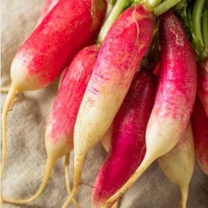 French Breakfast Heirloom Radish Seeds - Organic, Non-GMO image 9