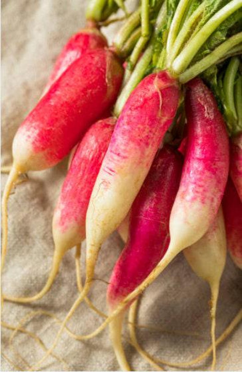 French Breakfast Heirloom Radish Seeds - Organic, Non-GMO image 9
