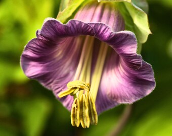 Heirloom Blue Cathedral Bells - Cup and Saucer Vine Flower Seeds