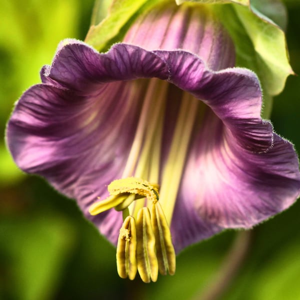 Heirloom Blue Cathedral Bells - Cup and Saucer Vine Flower Seeds