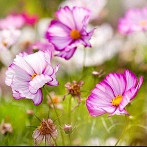 Picotee Cosmos Heirloom Flower Seeds image 5