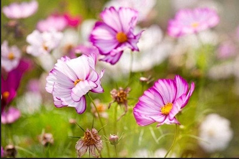 Picotee Cosmos Heirloom Flower Seeds image 5