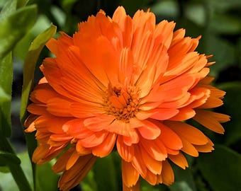 May include: A close-up of a bright orange calendula flower with many petals. The flower is in focus, while the green leaves behind it are blurred.