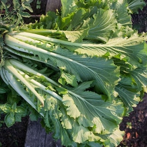 Michihili Chinese Cabbage Heirloom Seeds - Kimchi, Organic, Non-GMO