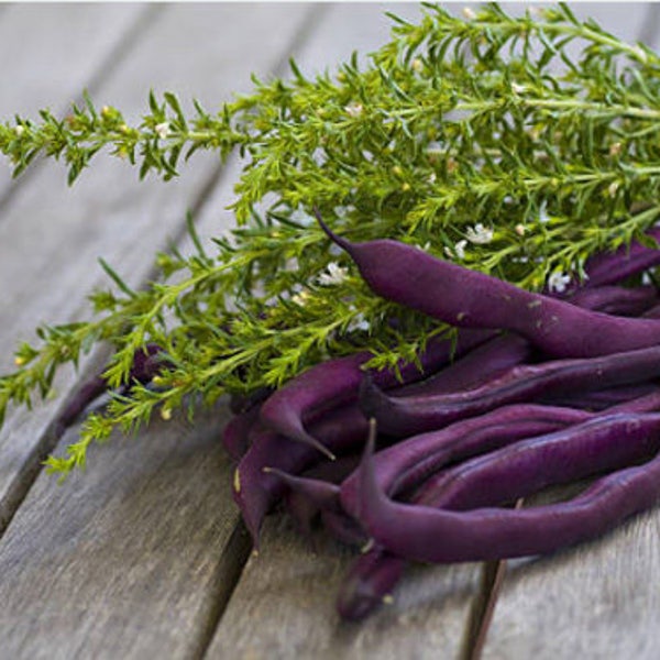 Louisiana Purple Pod Heirloom Bush Bean Seeds - Organic, Non-GMO