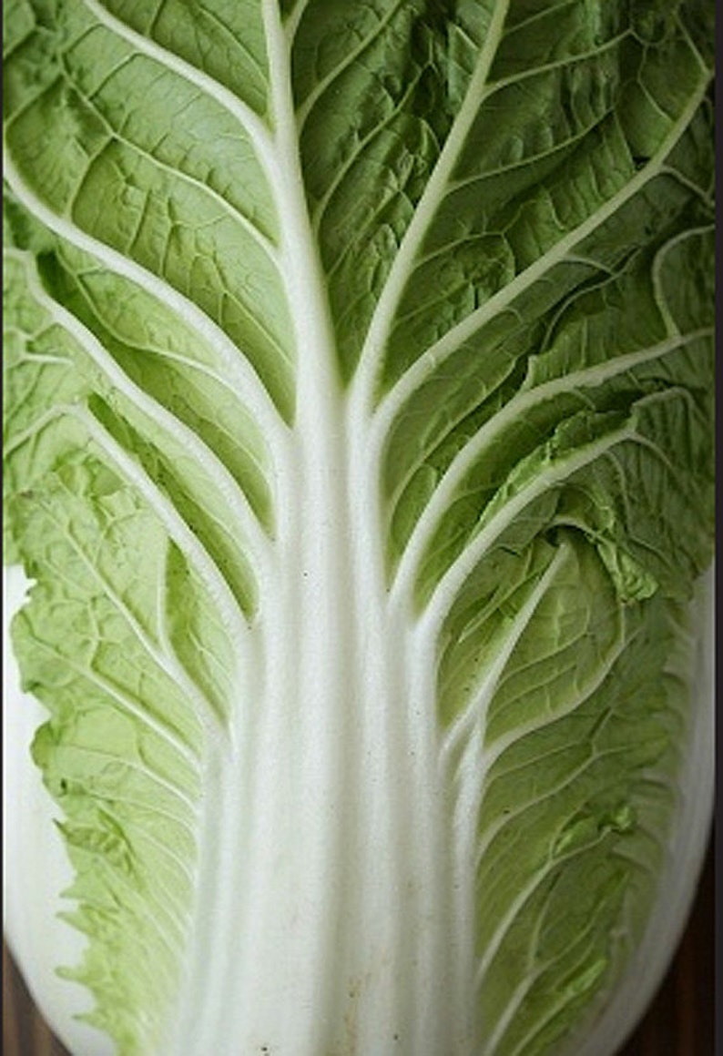 Heirloom Kimchi Cabbage Vegetable Seed Garden Organic Non Gmo Etsy