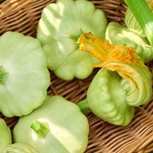 Patty Pan Heirloom Bennings Green Tint Summer Squash Seeds - Organic, Non-GMO