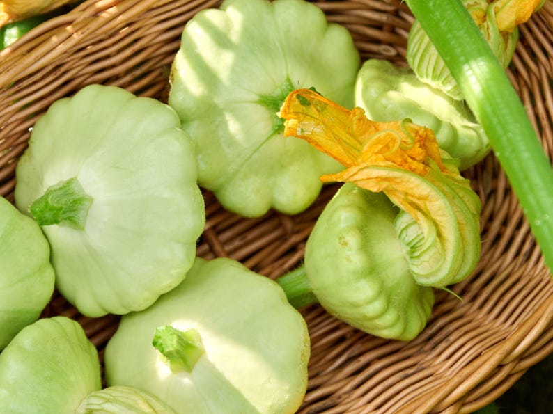 NimbleNitecap Patty Pan Summer Squash Seeds