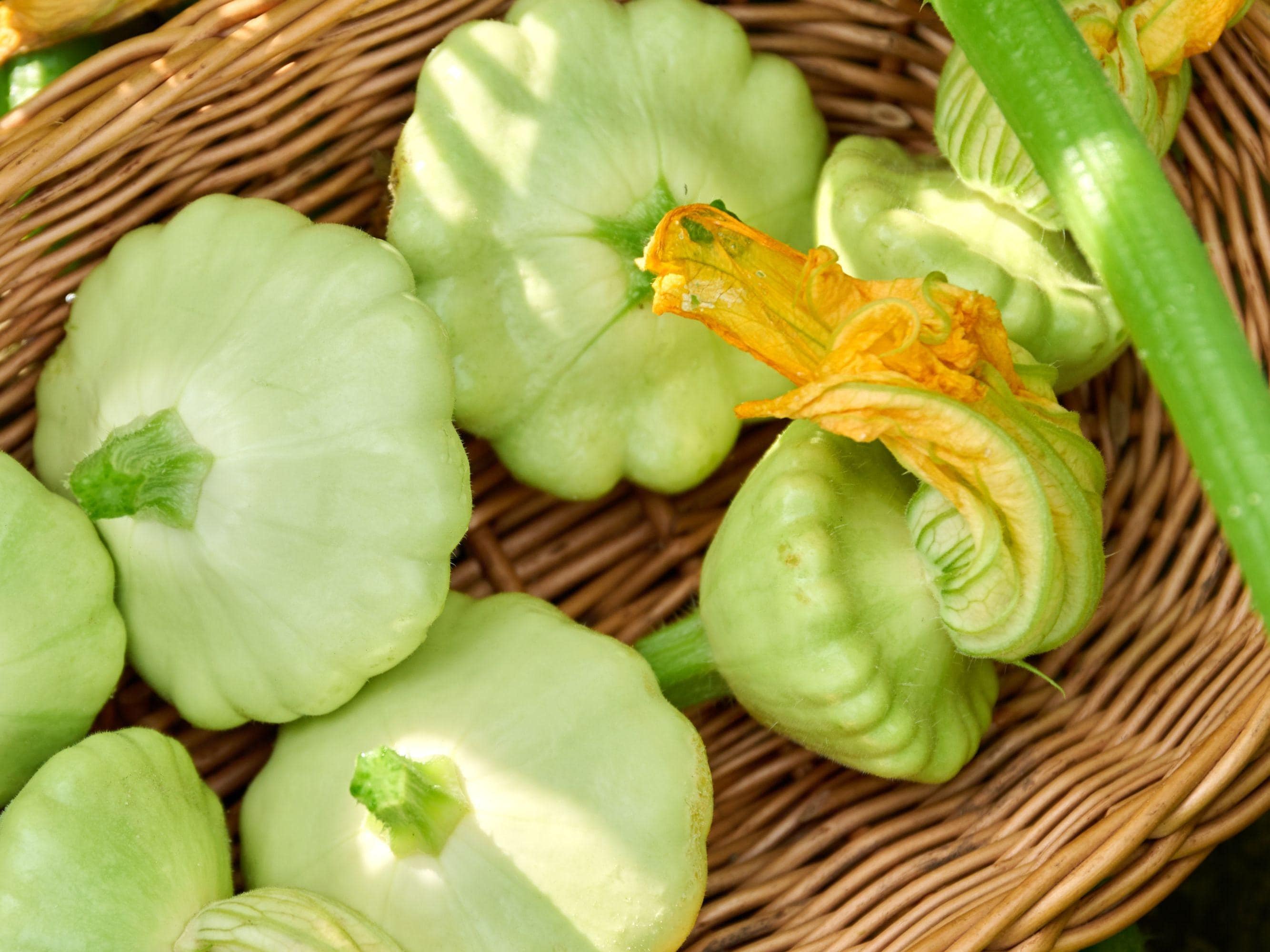 Patty Pan Heirloom Bennings Green Tint Summer Squash Seeds - Organic, Non-GMO