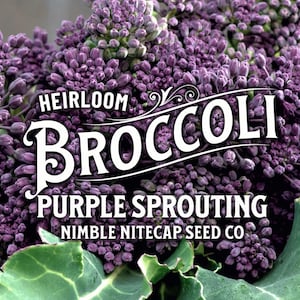 May include: Purple sprouting heirloom broccoli with the text "HEIRLOOM BROCCOLI PURPLE SPROUTING NIMBLE NITECAP SEED CO" on the image.