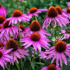 May include: A close-up of a field of pink coneflowers in bloom. The flowers have a dark brown center and are surrounded by green foliage.