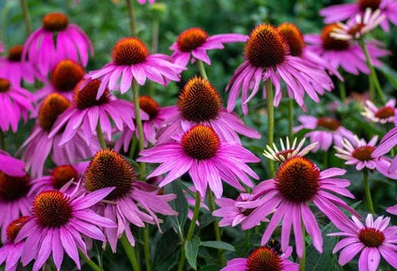 Heirloom Echinacea Purple Coneflower Seeds