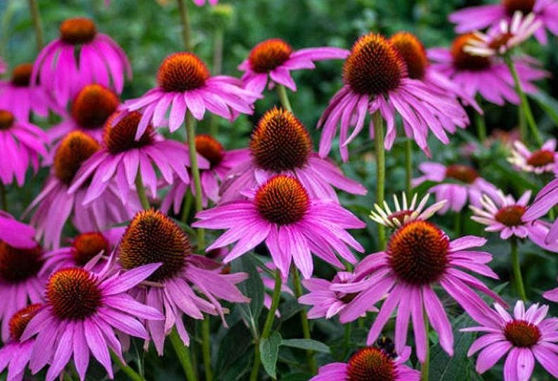 Heirloom Echinacea Purple Coneflower Seeds afbeelding 1
