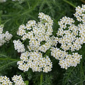 Western White Yarrow Heirloom Native Wildflower Seeds image 8