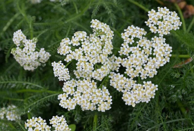 Western White Yarrow Heirloom Native Wildflower Seeds image 8
