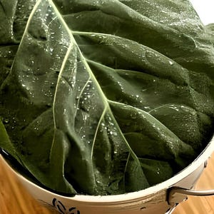 May include: A large, dark green leaf with a textured surface and water droplets. The leaf is in a white colander.