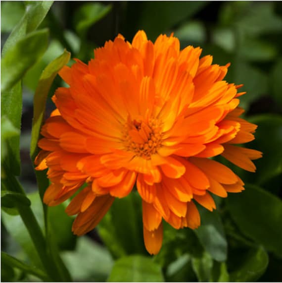Heirloom Calendula Pot Marigold Seeds Flower Garden Organic Etsy