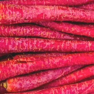 May include: Close-up of a bunch of purple carrots. The carrots are arranged in a pile, with the tops of the carrots visible. The carrots are a deep purple color, with a slightly reddish hue.