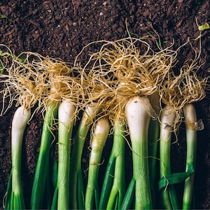 Heirloom Ishikura Bunching/Scallion Onion Seeds