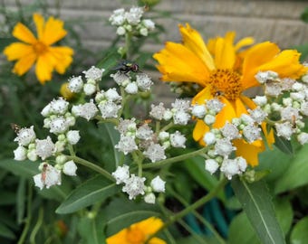 May include: A close-up of a yellow flower with white flowers in the background. The yellow flower has a dark center and is in focus. The white flowers are out of focus and are in the background.