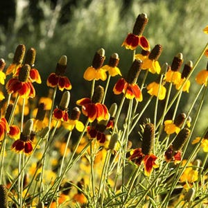 Mexican Hat Flower Seeds: Heirloom Prairie Coneflower, Native Wildflower image 5