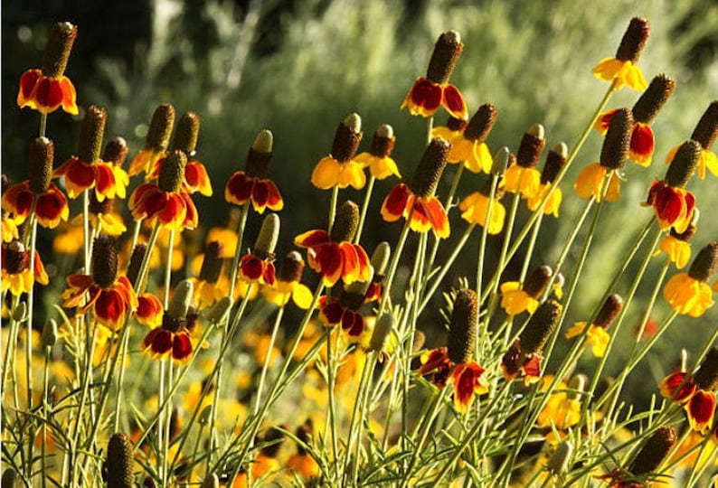 Mexican Hat Flower Seeds: Heirloom Prairie Coneflower, Native Wildflower image 5