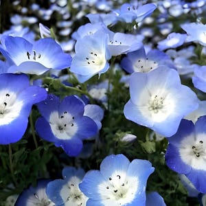 May include: A close-up of a cluster of blue and white baby blue eyes flowers. The flowers have a delicate, ruffled appearance and are arranged in a natural, organic way.