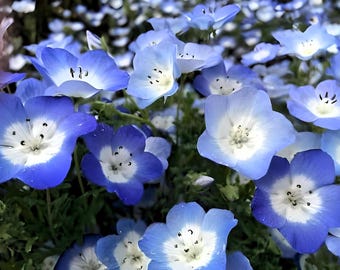 Baby Blue Eyes Heirloom Flower Seeds - Wildflower, Container Gardening, Ground Cover, California Blue Bells