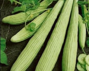Armenian Cucumber Heirloom Seeds - Organic, Non-GMO