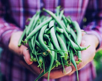 May include: A close-up of a pile of fresh green beans held in cupped hands. The beans are a vibrant green colour, with a slightly curved shape. The background is blurred, with a plaid shirt visible.