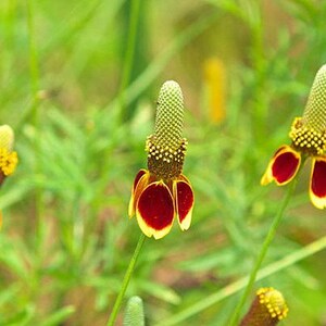 Mexican Hat Flower Seeds: Heirloom Prairie Coneflower, Native Wildflower image 8