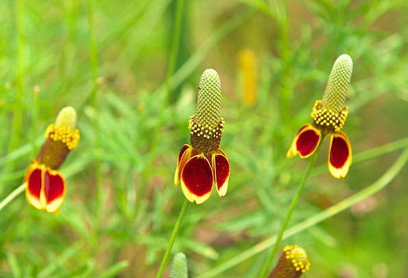 Mexican Hat Flower Seeds: Heirloom Prairie Coneflower, Native Wildflower image 8
