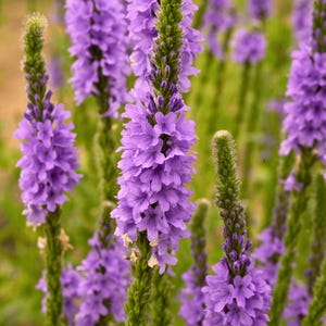May include: Close-up of purple flowers in a field. The flowers are densely packed on green stems, with a blurred green background. The flowers are a vibrant shade of purple, and the image is well-lit.