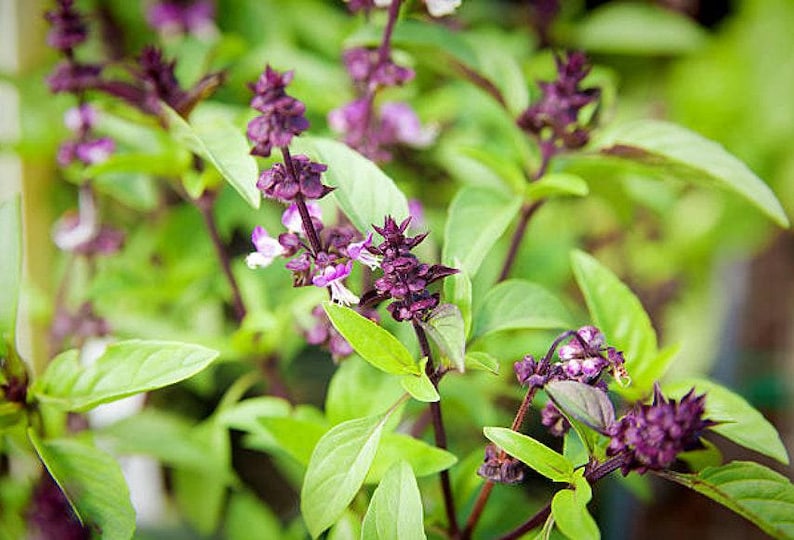 NimbleNitecap Thai Basil Seeds - Thumbnail 5