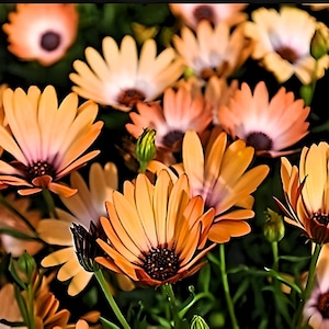 African Daisy Cape Marigold Heirloom Flower Seeds