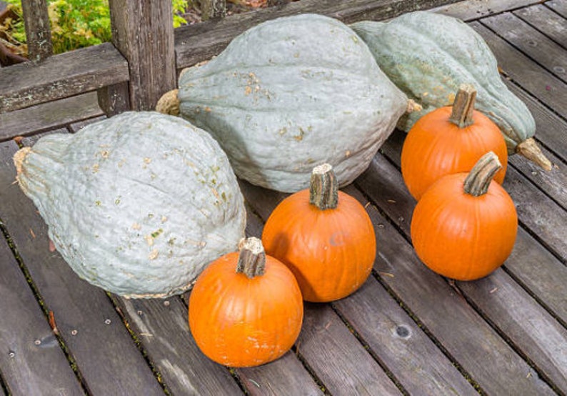 Heirloom Blue Hubbard Squash Seeds Vegetable Garden Organic Etsy